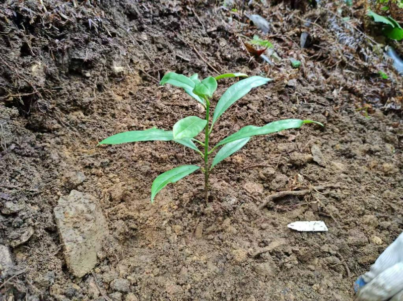 科研人員對極危植物蒼背木蓮實(shí)施野外回歸