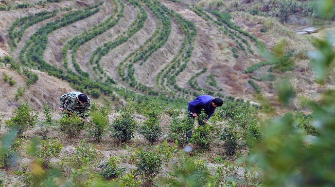 【“飛閱”中國】江西萬載：高山梯田種茶助農富